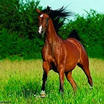 Horse 1