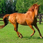 Horse 2