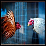 Two Roosters